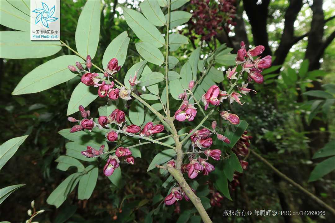 紫花红豆