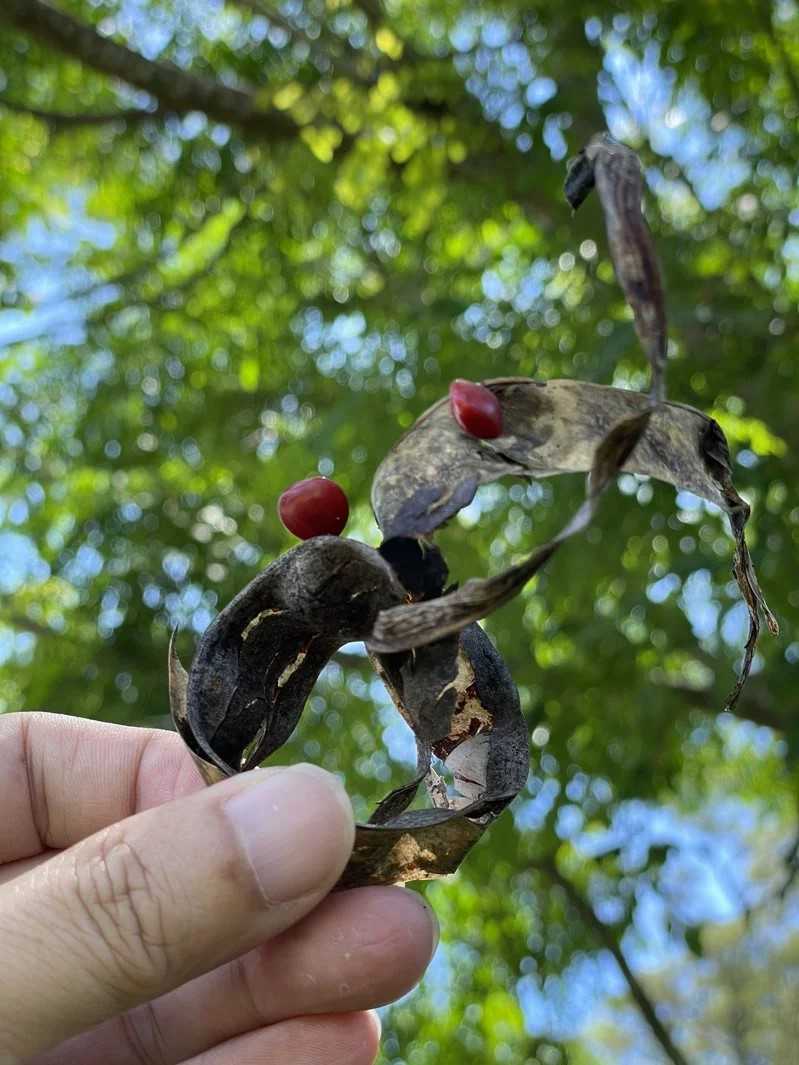 滿滿鮮紅愛心相思豆，水道博物館封館有意外之喜