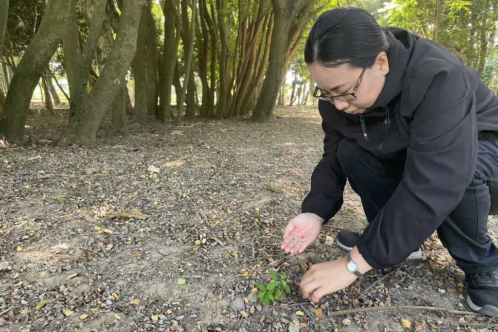 台南水道博物館相思豆樹林，遊客享拾果樂趣