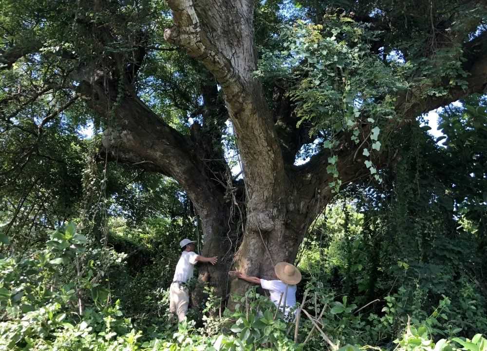 湛江400年龄的海红豆