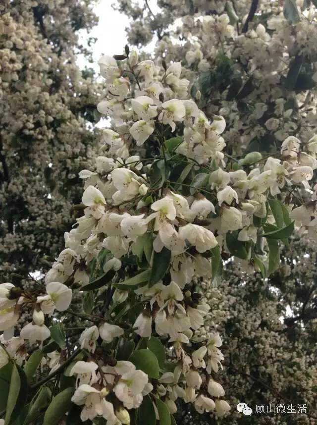 顾山千年红豆树绽新花，两株小树也吐蕊