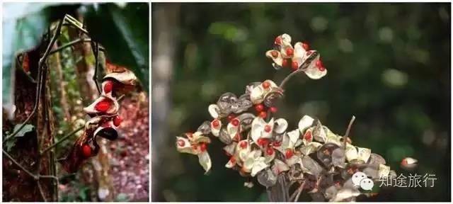 天然的氧吧，清凉的世界——罗城水上相思林