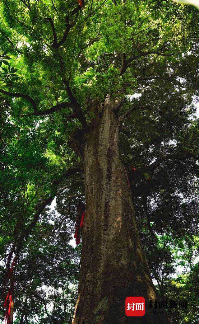 千年红豆树相伴 最美古村落藏身山沟