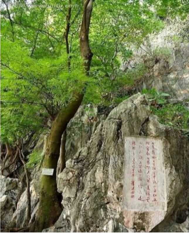 肇庆乡土植物文化之海红豆