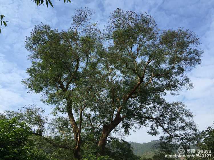 到建城黄龙村，捡一颗300多年树龄的相思豆