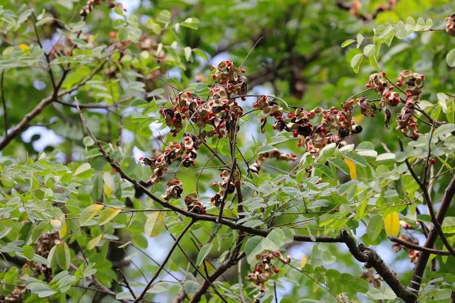 如果植物会说话，海红豆一定会说“我想你”