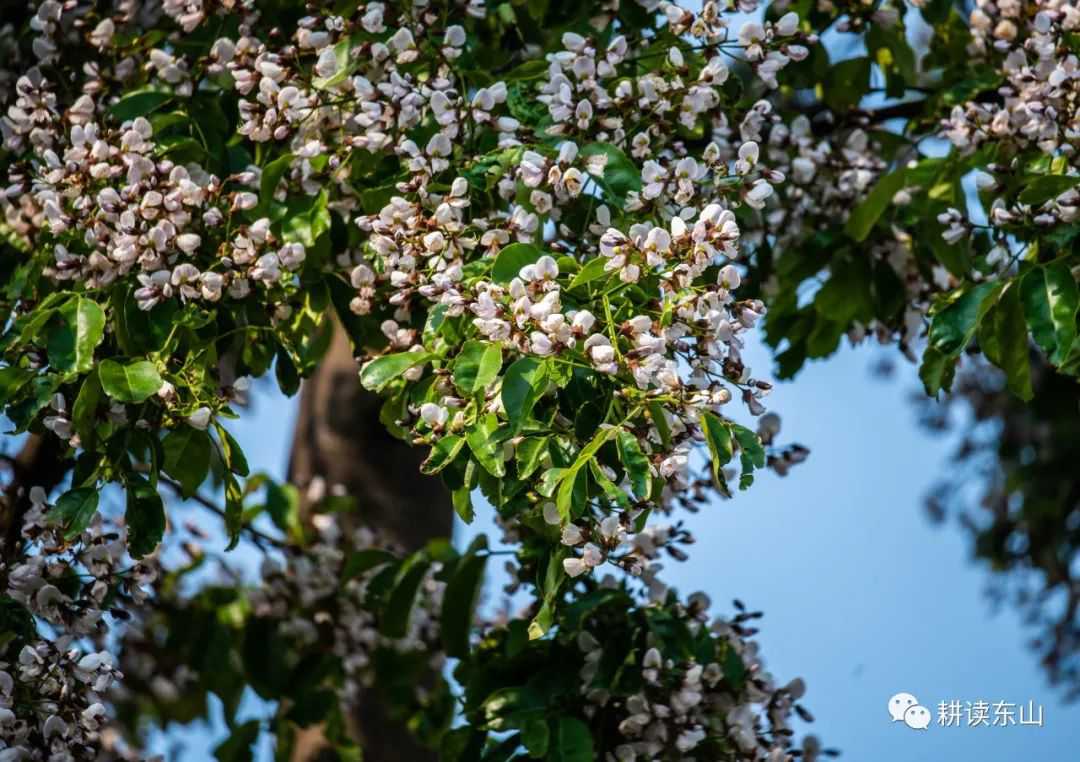 东山嘉树堂红豆花开，寄了谁的相思？