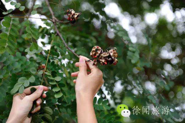 南方之南，红豆诗和菩提纱 (广东)