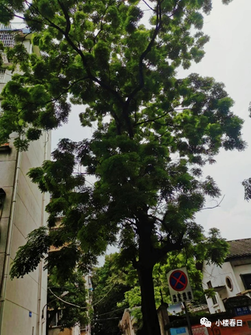 捡相思豆(广东)