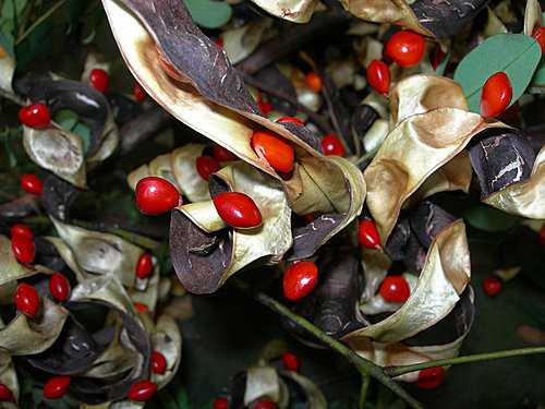 相思豆(紅豆、孔雀豆)（台湾）