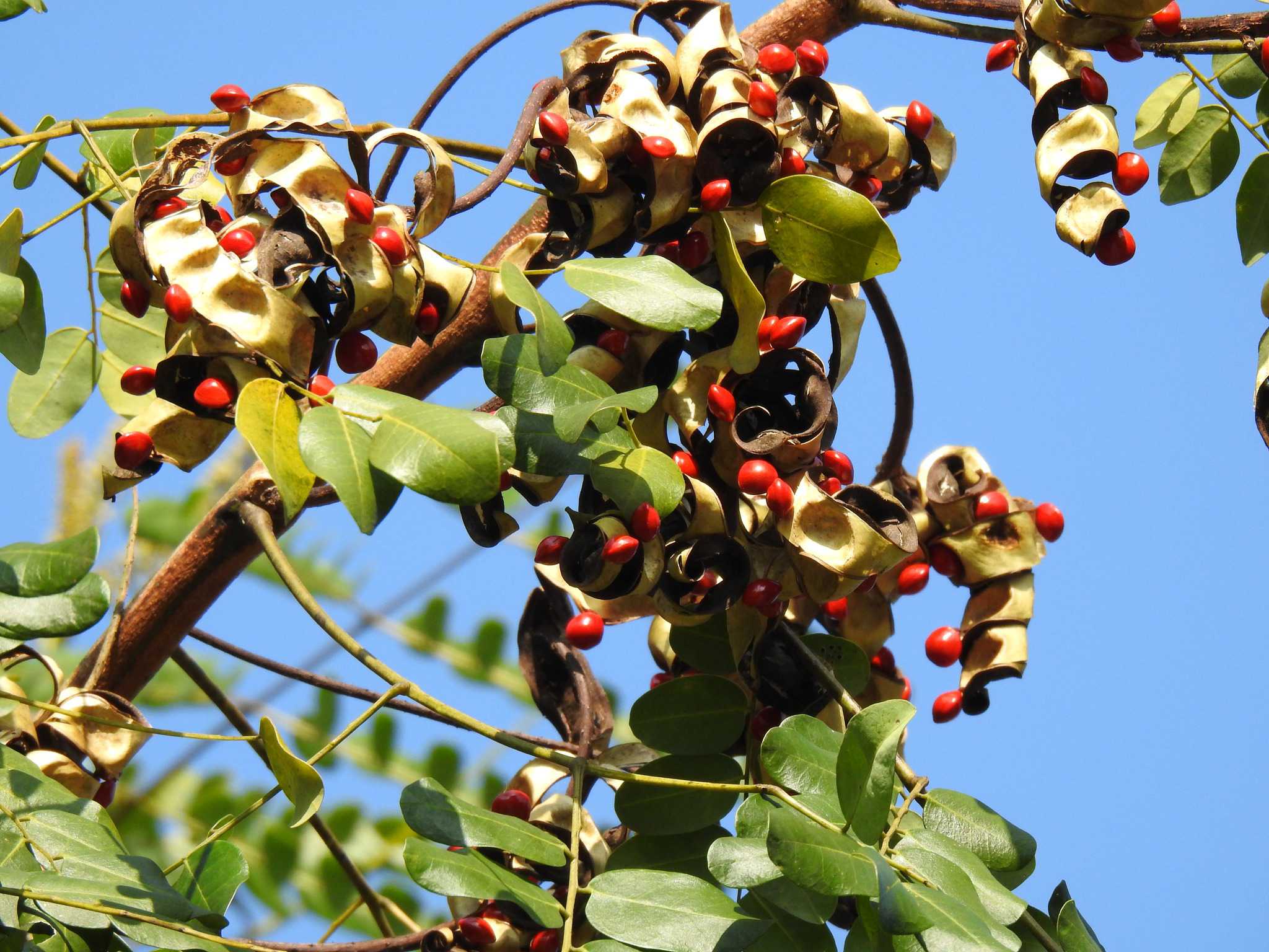 紅豆生南國：你的紅豆是孔雀豆、小實孔雀豆或台灣紅豆樹？